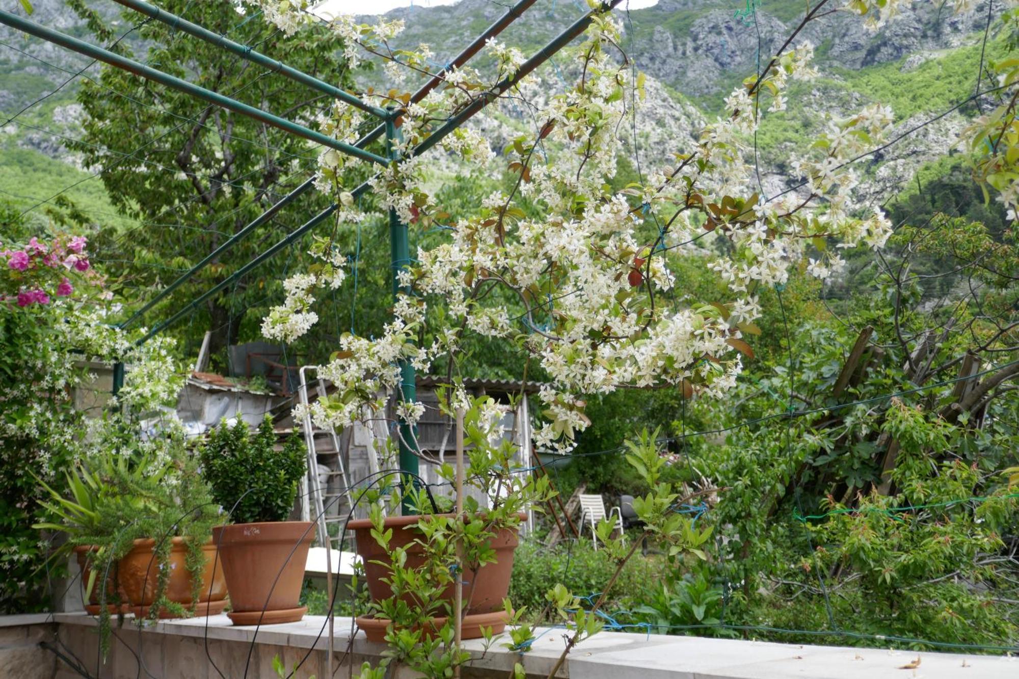 Ecohouse Risan Studio Dış mekan fotoğraf