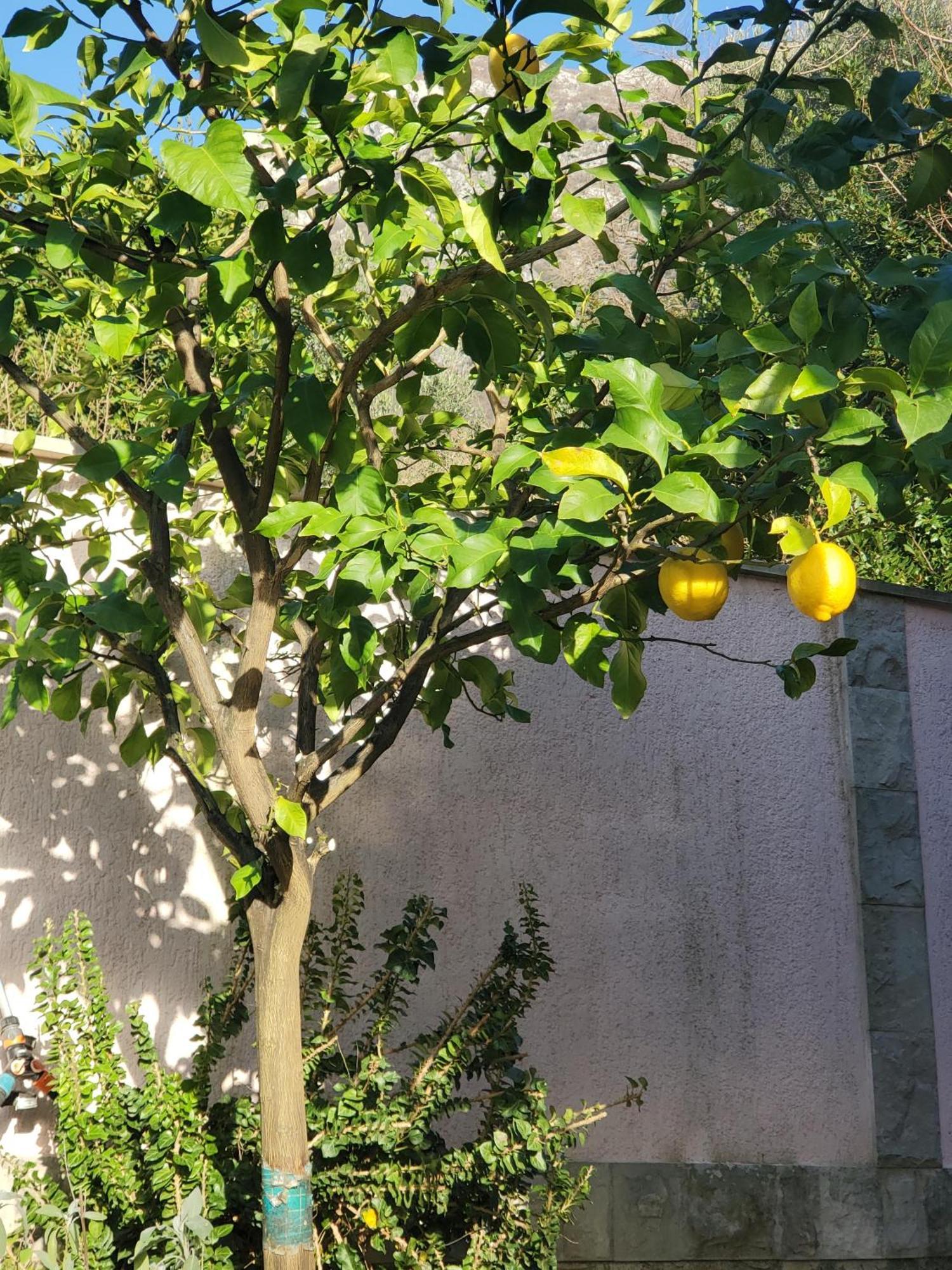 Ecohouse Risan Studio Dış mekan fotoğraf