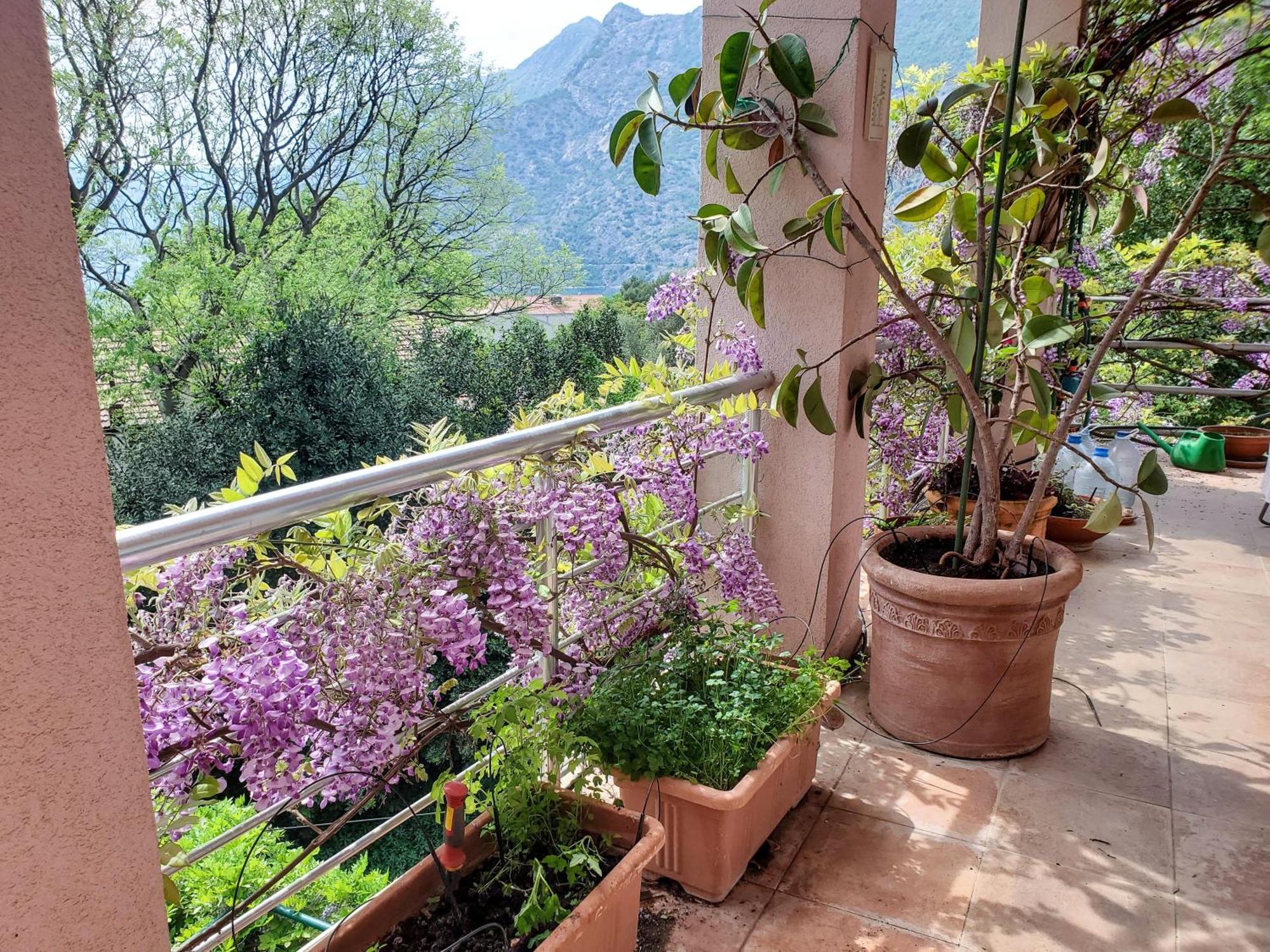 Ecohouse Risan Studio Dış mekan fotoğraf